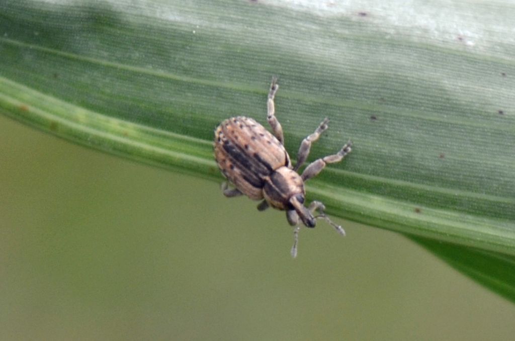 Curculionide id.